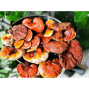 Nấm Lim Xanh Rừng Tự Nhiên – Dược Liệu Quý Giúp Giải Độc Gan, Bồi Bổ Cơ Thể