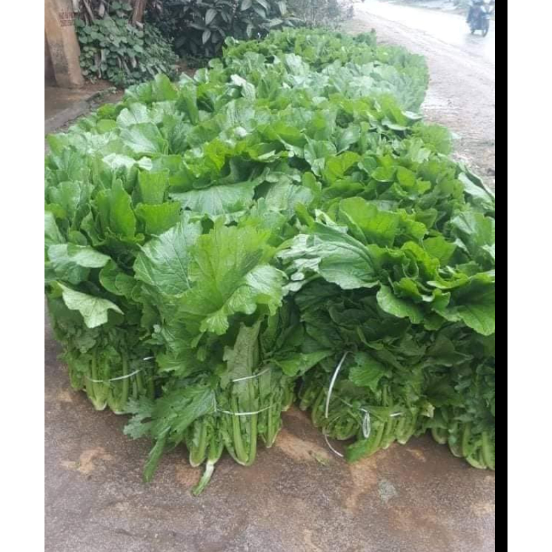 Hạt Giống Rau Cải Mèo Tây Bắc – Rau Sạch Tại Nhà