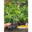 Chậu cây mai ghép bình lợi ( cây ghép chuẩn giống , cây giống) ( cao 30-50cm )