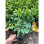 Chậu cây mai ghép bình lợi ( cây ghép chuẩn giống , cây giống) ( cao 30-50cm )