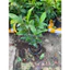 Chậu cây mai ghép bình lợi ( cây ghép chuẩn giống , cây giống) ( cao 30-50cm )