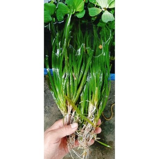 hẹ nước thủy sinh. (hẹ thẳng thủy sinh trang trí hồ cá cảnh) 5 cây