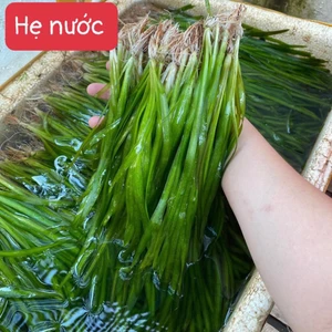 hẹ nước thủy sinh. (hẹ thẳng thủy sinh trang trí hồ cá cảnh) 5 cây