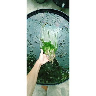 hẹ nước thủy sinh. (hẹ thẳng thủy sinh trang trí hồ cá cảnh) 5 cây