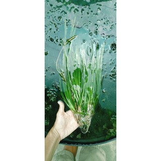 hẹ nước thủy sinh. (hẹ thẳng thủy sinh trang trí hồ cá cảnh) 5 cây