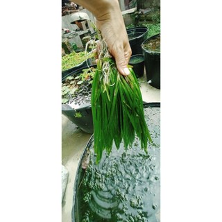 hẹ nước thủy sinh. (hẹ thẳng thủy sinh trang trí hồ cá cảnh) 5 cây