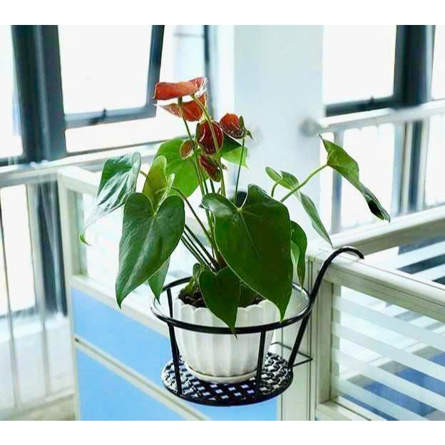 Giỏ Sắt Treo Chậu Hoa Ban Công