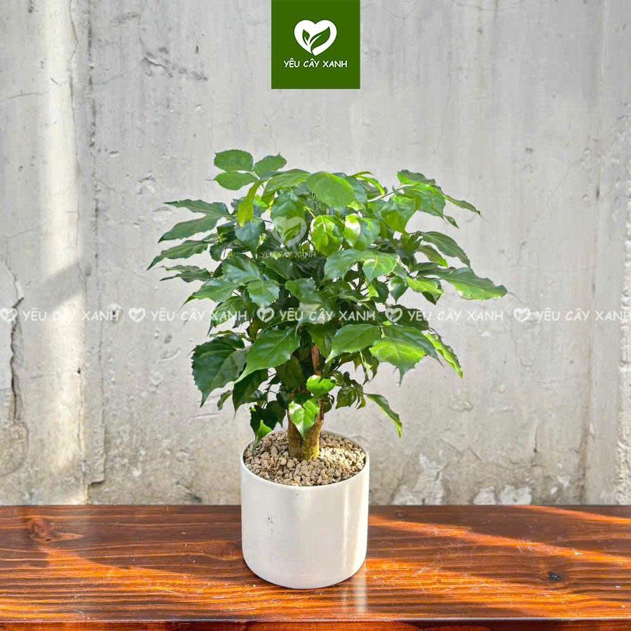 Cây Hạnh Phúc size để bàn kèm chậu gốm (nắng vừa)