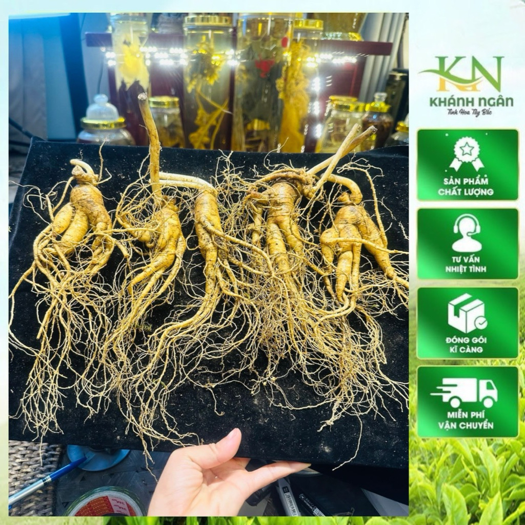 Nhân Sâm Trường Bạch Cao Cấp | Bồi Bổ Sức Khỏe, Tăng Đề Kháng, Giảm Mệt Mỏi | Quà Tặng Sang Trọng