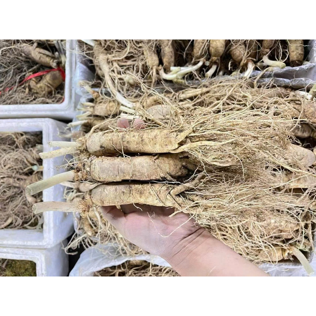 Nhân Sâm Trường Bạch Cao Cấp | Bồi Bổ Sức Khỏe, Tăng Đề Kháng, Giảm Mệt Mỏi | Quà Tặng Sang Trọng