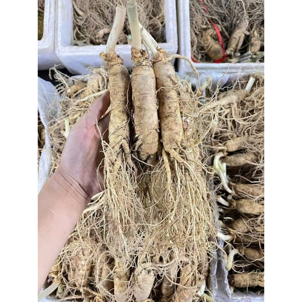 Nhân Sâm Trường Bạch Cao Cấp | Bồi Bổ Sức Khỏe, Tăng Đề Kháng, Giảm Mệt Mỏi | Quà Tặng Sang Trọng