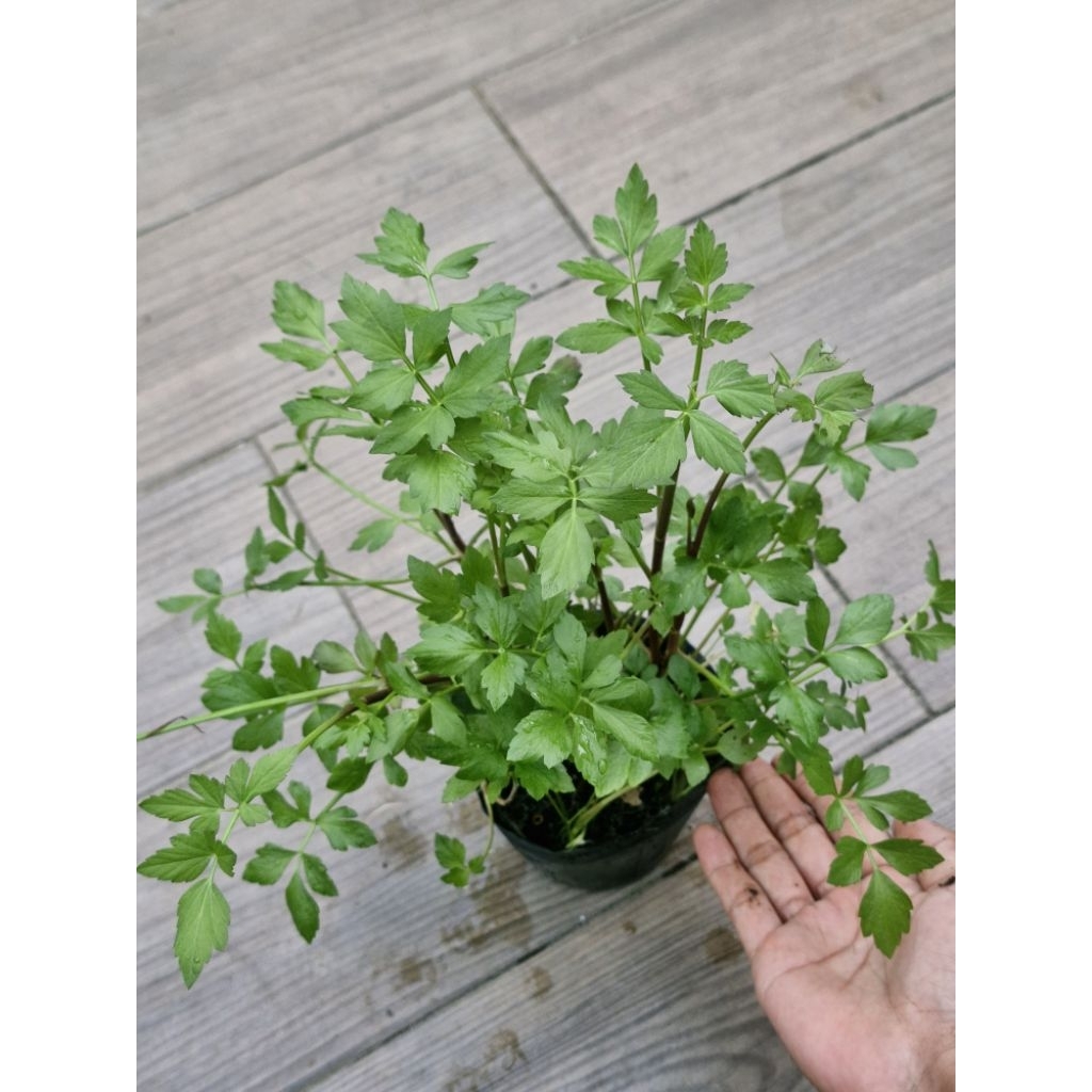 N&T - chậu rau cần nước giống/rau cần ống/ rau cần ta thủy sinh bán cạn ...