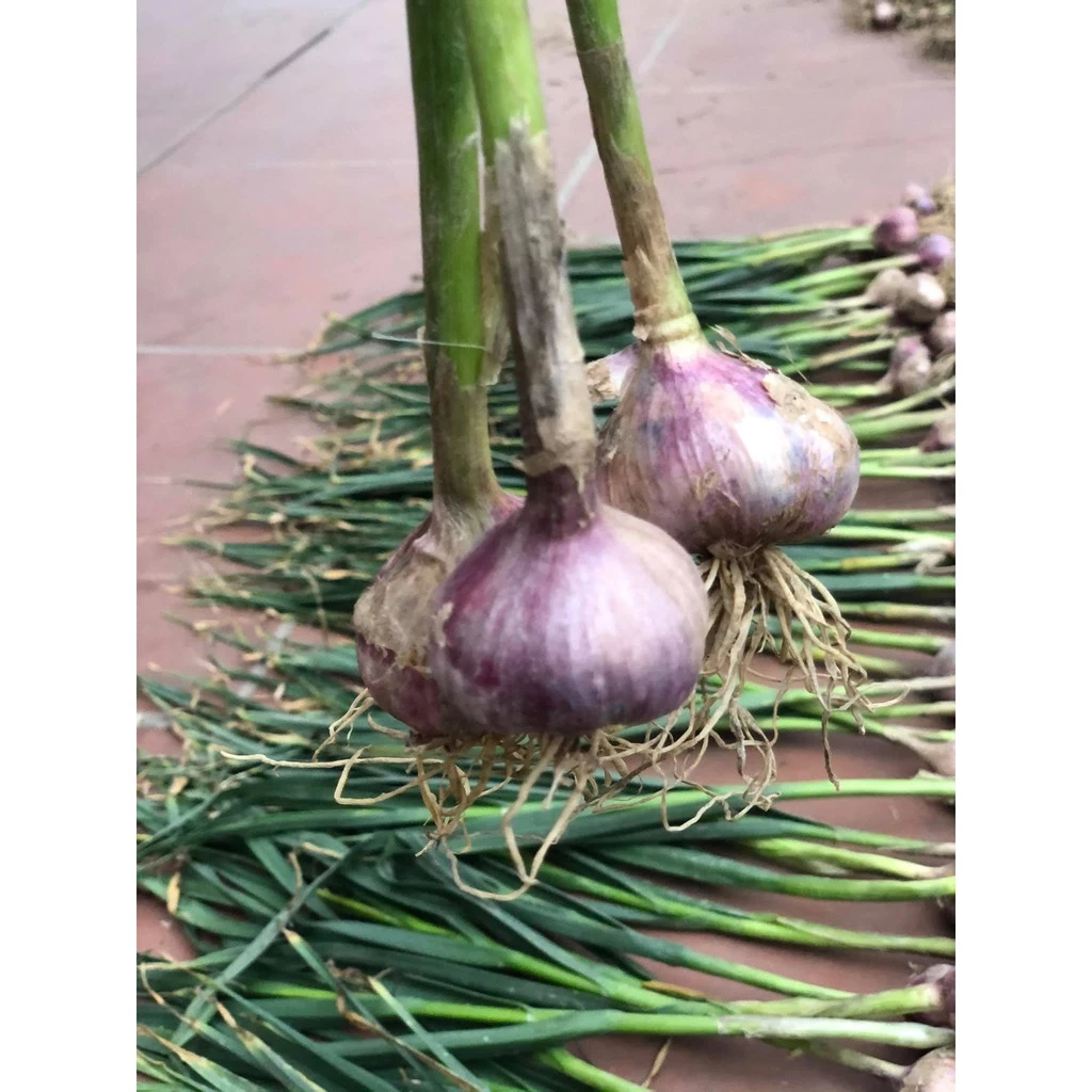 Tỏi ta khô kinh môn 3kg Hải Dương .