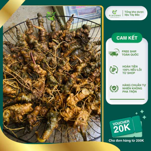 1kg Sâm Lai Châu Cổ Dài Hàng Vùi Rừng Chất Lượng Cao 7 Năm Tuổi