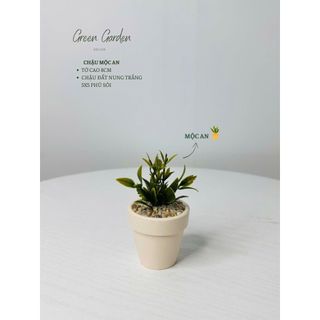 Chậu Sen Đá Mini Trang Trí Bàn Làm Việc – Chậu Đất Nung Trắng Phủ Sỏi – Green Garden Decor
