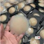Miếng dán nhũ lỗ thông hơi có gel dính