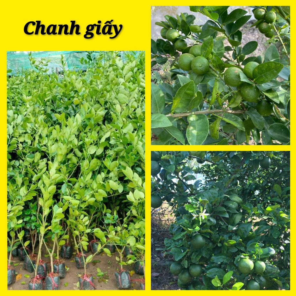 Cây giống chanh giấy (cao 40cm-50cm) | Shopee Việt Nam