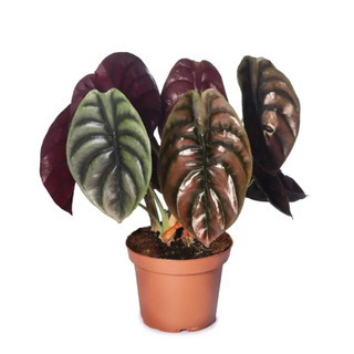 Chậu mềm Alocasia Cuprea Red Secret - Vườn Như Ngọc