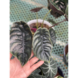 Chậu mềm Alocasia Cuprea Red Secret - Vườn Như Ngọc
