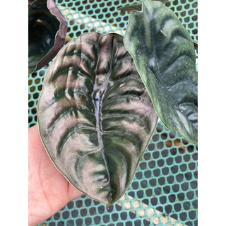 Chậu mềm Alocasia Cuprea Red Secret - Vườn Như Ngọc