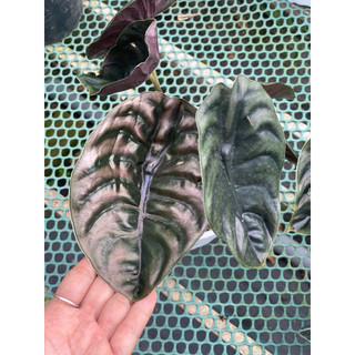 Chậu mềm Alocasia Cuprea Red Secret - Vườn Như Ngọc