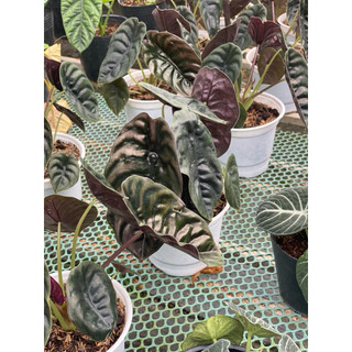 Chậu mềm Alocasia Cuprea Red Secret - Vườn Như Ngọc