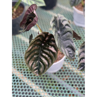 Chậu mềm Alocasia Cuprea Red Secret - Vườn Như Ngọc