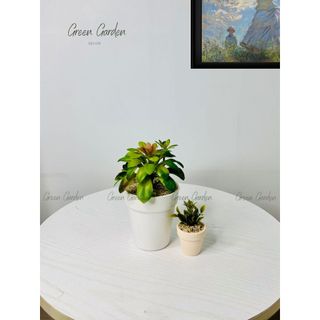 Chậu Sen Đá Trang Trí Bàn Làm Việc | Cây Xanh Mini Decor Nhà Cửa – Chậu Trắng 19cm