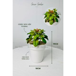 Chậu Sen Đá Trang Trí Bàn Làm Việc | Cây Xanh Mini Decor Nhà Cửa – Chậu Trắng 19cm