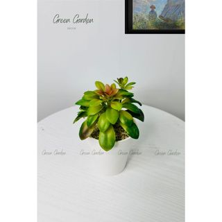 Chậu Sen Đá Trang Trí Bàn Làm Việc | Cây Xanh Mini Decor Nhà Cửa – Chậu Trắng 19cm