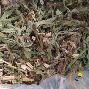 Dược liệu lá, cây bồ công anh rừng Tây Bắc sấy khô loại 1 từ bồ công anh tươi. Trà bồ công anh hữu cơ sấy lạnh