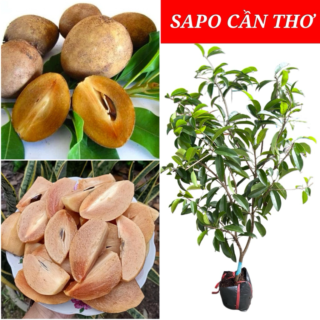Sapoche - Giá Tốt, Miễn Phí Vận Chuyển, Đủ Loại | Shopee Việt Nam