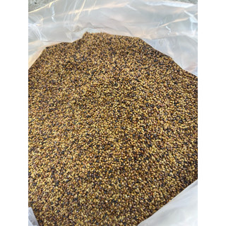 [1kg] Hạt muồng SAO HẠ THỔ (thảo quyết minh), dùng pha trà, ngủ ngon, thanh nhiệt, mát người, giúp sáng mắt, nhuận tràng