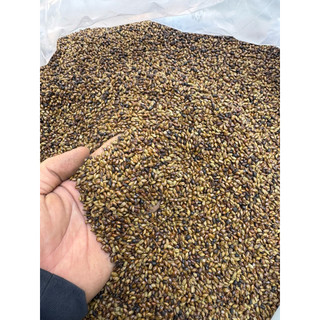 [1kg] Hạt muồng SAO HẠ THỔ (thảo quyết minh), dùng pha trà, ngủ ngon, thanh nhiệt, mát người, giúp sáng mắt, nhuận tràng
