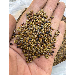 [1kg] Hạt muồng SAO HẠ THỔ (thảo quyết minh), dùng pha trà, ngủ ngon, thanh nhiệt, mát người, giúp sáng mắt, nhuận tràng