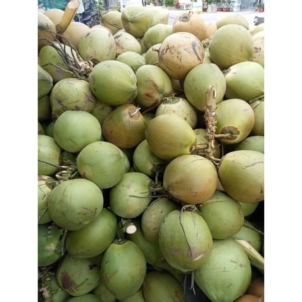 2 Trái  Dừa khô Bến Tre nhà trồng