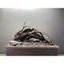 Layout Biotope, Blackwater Setup Sẵn | Làm Layout Theo Yêu Cầu