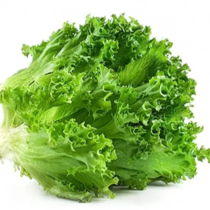 Hạt Giống Rau Xà Lách Xoăn Chịu Nhiệt Dễ Trồng
