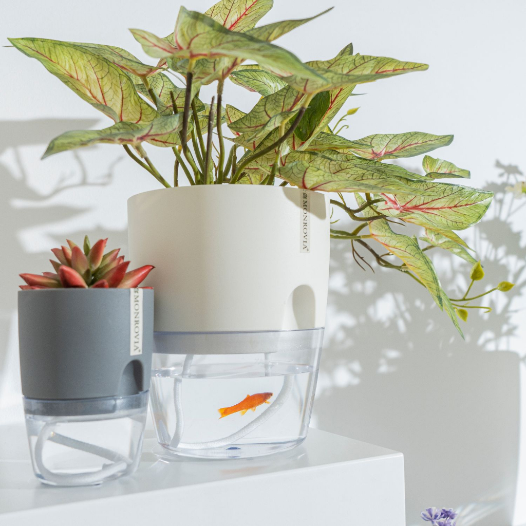 Chậu tự tưới MONROVIA A7 – Cao cấp, sang trọng. Decor cây cảnh, hoa, lan, bàn làm việc, văn phòng