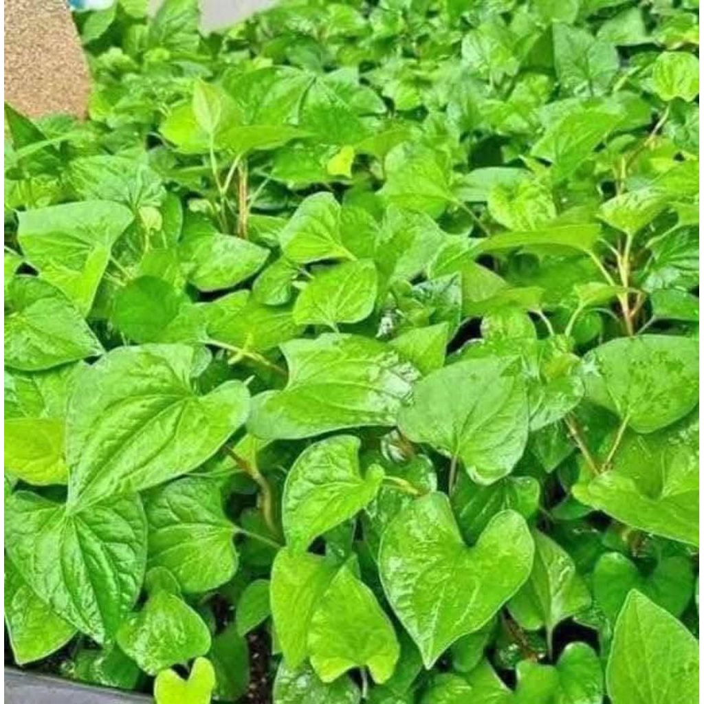 200 Hạt Giống Rau Diếp Cá Thơm Ngon Dễ Trồng Chất Lượng