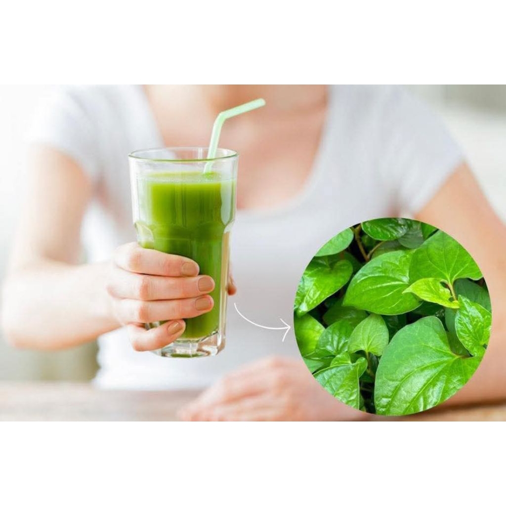 200 Hạt Giống Rau Diếp Cá Thơm Ngon Dễ Trồng Chất Lượng