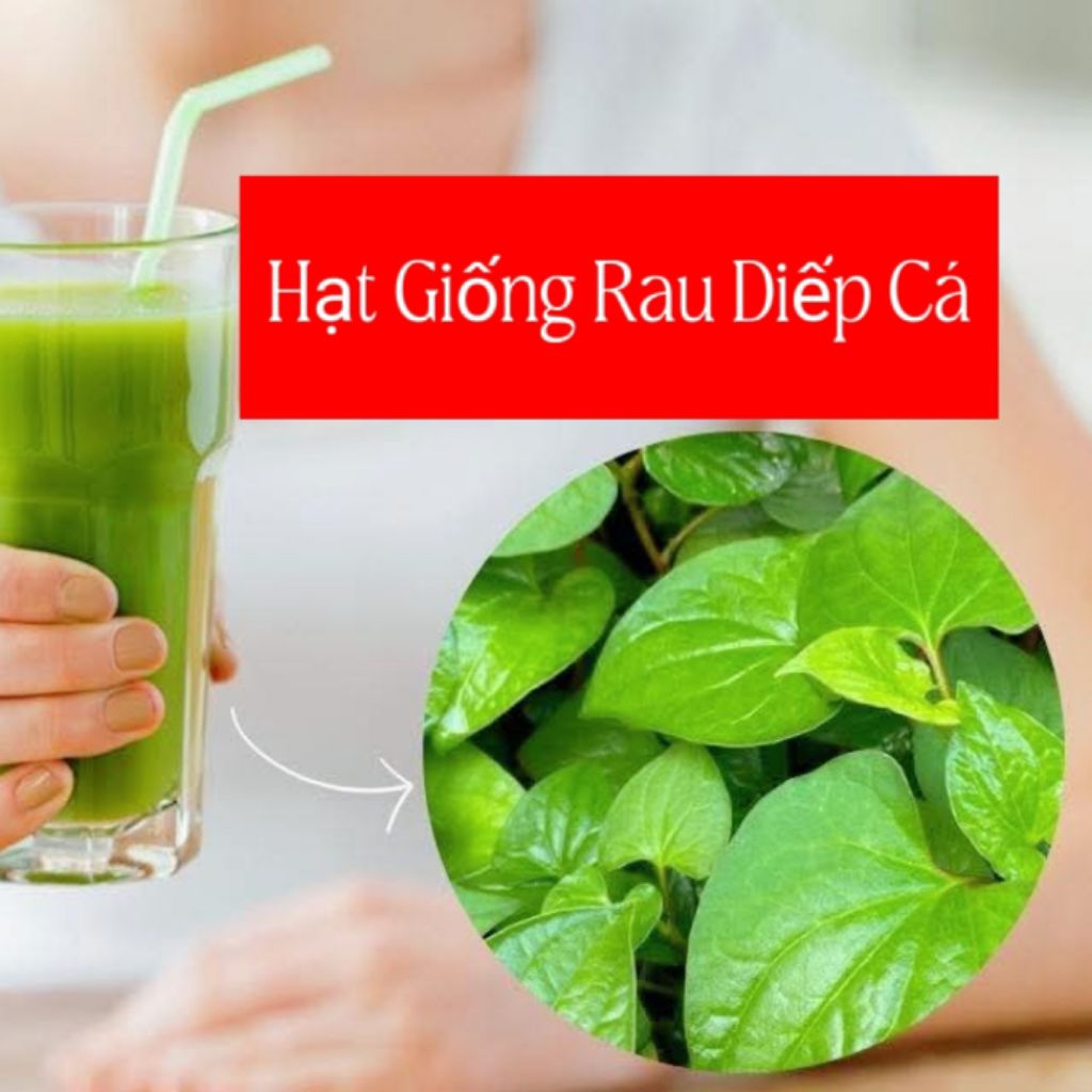 200 Hạt Giống Rau Diếp Cá Thơm Ngon Dễ Trồng Chất Lượng