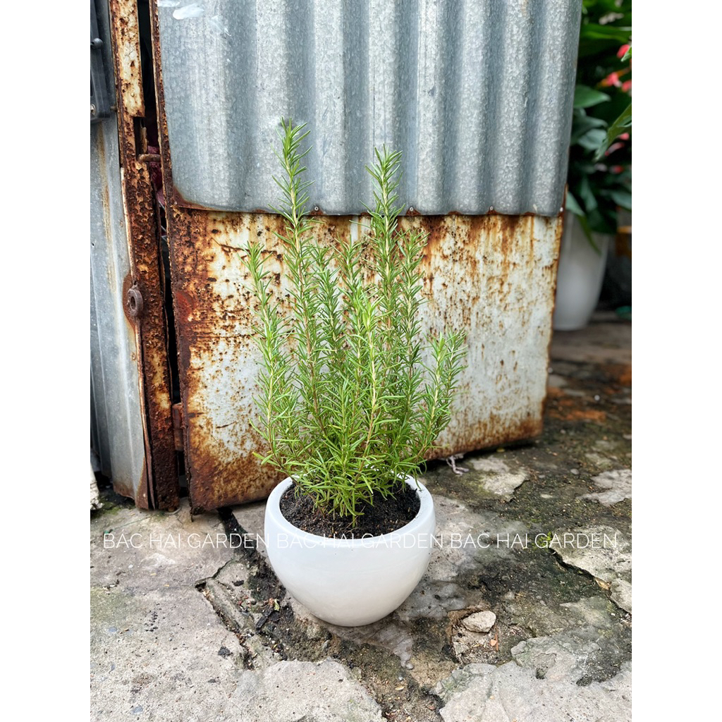 Hương thảo chậu men sứ trắng để bàn đẹp, dùng làm gia vị, đuổi muỗi, côn trùng- Vườn Bác Hai sẵn ship ngay