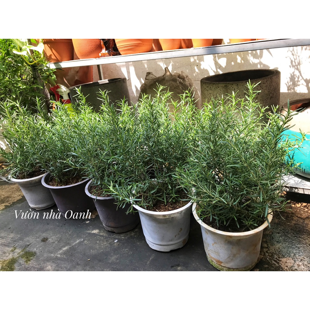 Hương thảo chậu men sứ trắng để bàn đẹp, dùng làm gia vị, đuổi muỗi, côn trùng- Vườn Bác Hai sẵn ship ngay