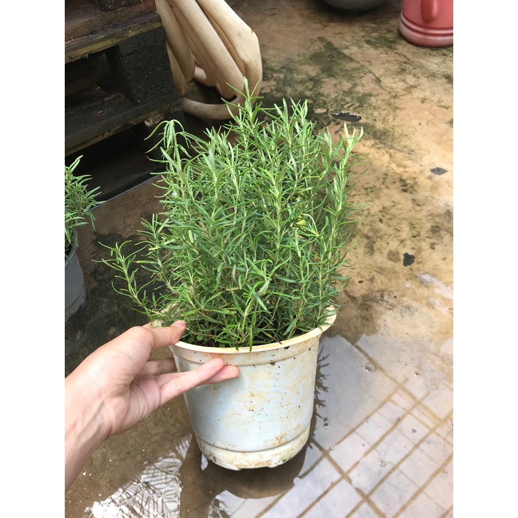 Hương thảo chậu men sứ trắng để bàn đẹp, dùng làm gia vị, đuổi muỗi, côn trùng- Vườn Bác Hai sẵn ship ngay