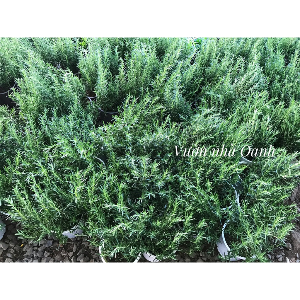 Hương thảo chậu men sứ trắng để bàn đẹp, dùng làm gia vị, đuổi muỗi, côn trùng- Vườn Bác Hai sẵn ship ngay