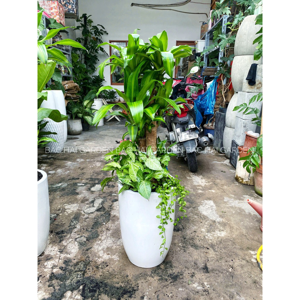 Thiết mộc lan- Phát tài bộ mix trang trí văn phòng, làm quà tặng Khai Trương- Tân gia- Ship hoả tốc nội thành SG