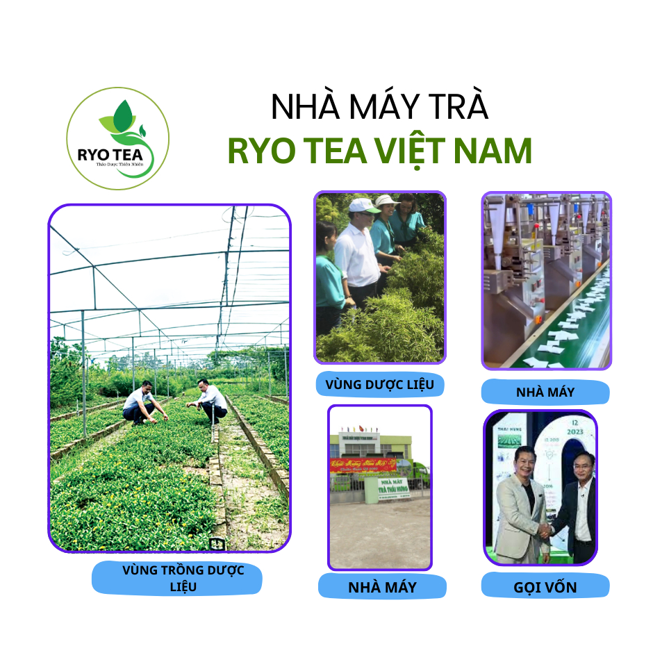 Trà Thảo Mộc Xạ Đen - trà thảo mộc xạ đen