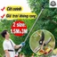 TayThợGiỏi Kéo Cắt Tỉa Cành Cây Trên Cao 1.5M & 1.8–3M – Lưỡi SK5 Sắc Bén, Cán Hợp Kim Nhôm Cứng Cáp – Có Kèm Lưỡi Cưa