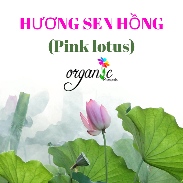HƯƠNG HOA SEN HỒNG (PINK LOTUS ) 50mL 100mL